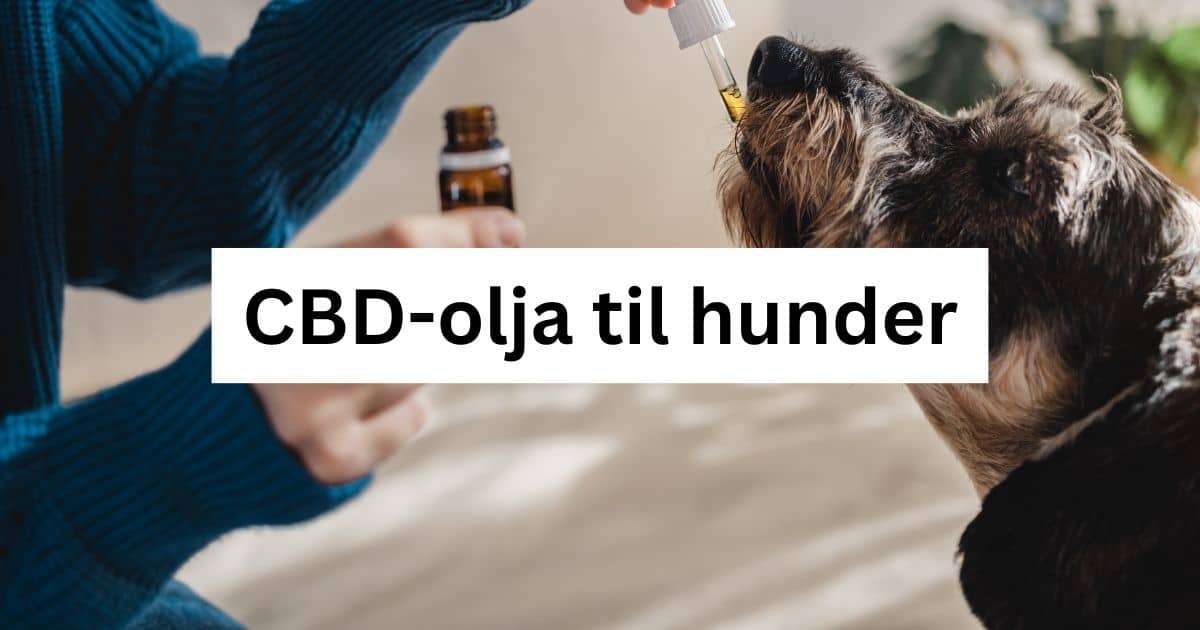 CBD-olja til hunder