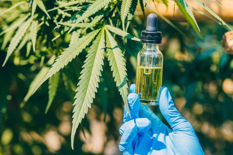 Hva er CBD-olja og hvordan fungerer det?
