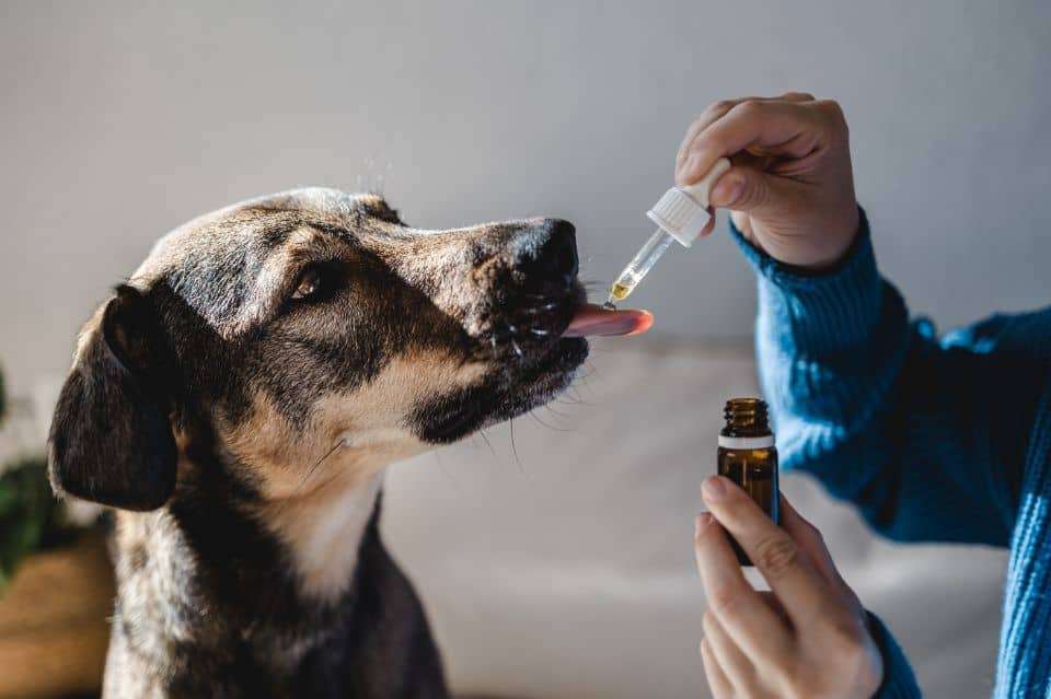Hva er CBD-olja og hvordan virker det på hunder?