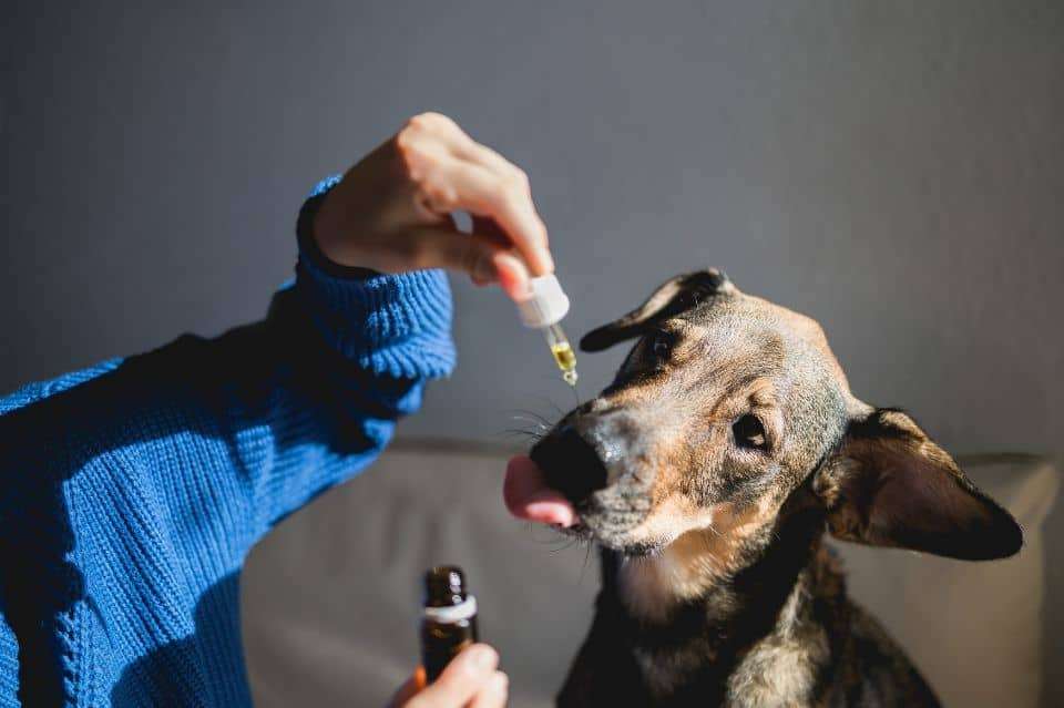Hvordan administrere CBD-olja til hunder
