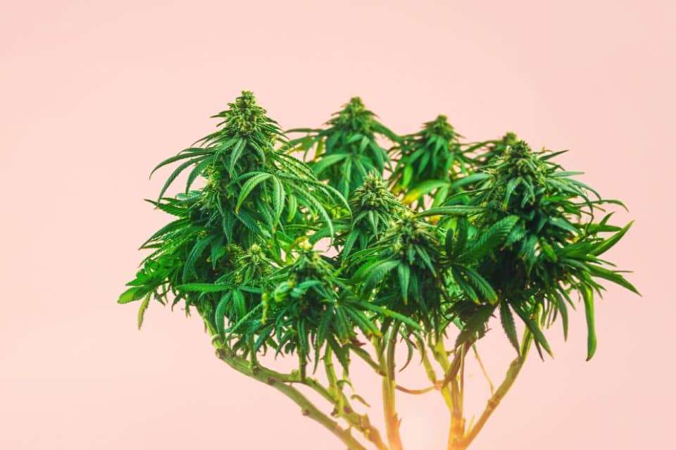 Greiner av medisinsk cannabisblomst før det lages til CBD-olja